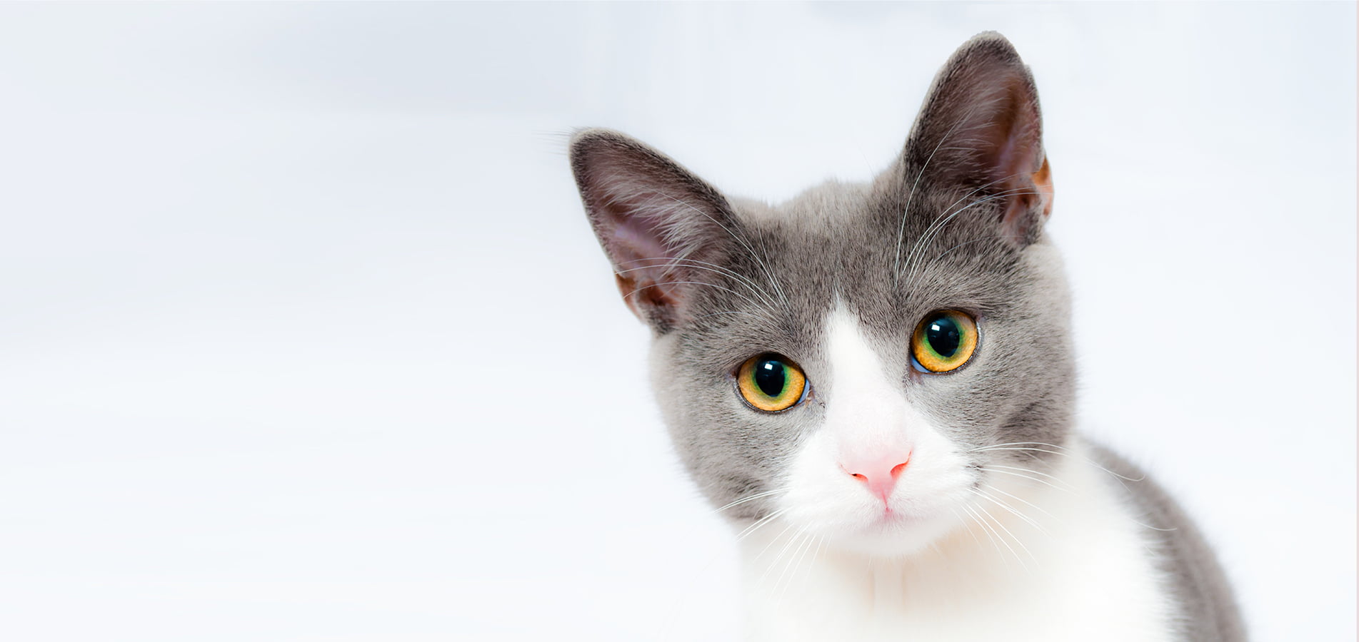 Home Cherished Cat Pet Sitting Fredericksburg, VA