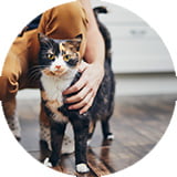 Cat - rounder #3 - Cherished Cat Pet Sitting Cat - rounder #3
