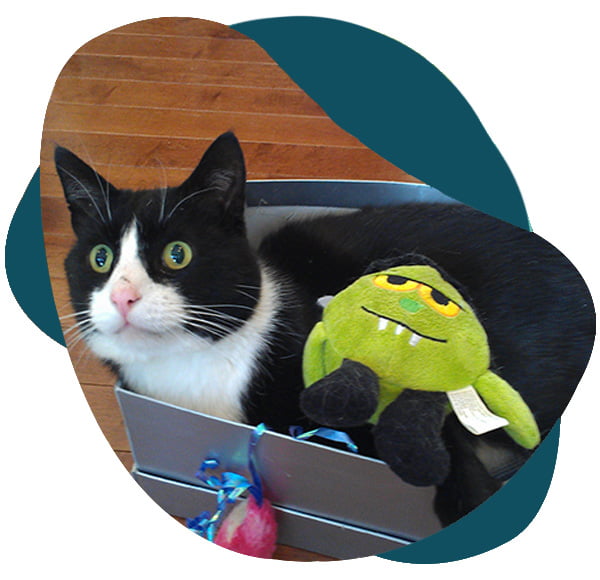Erik in a box - Cherished Cats Pet Sitting