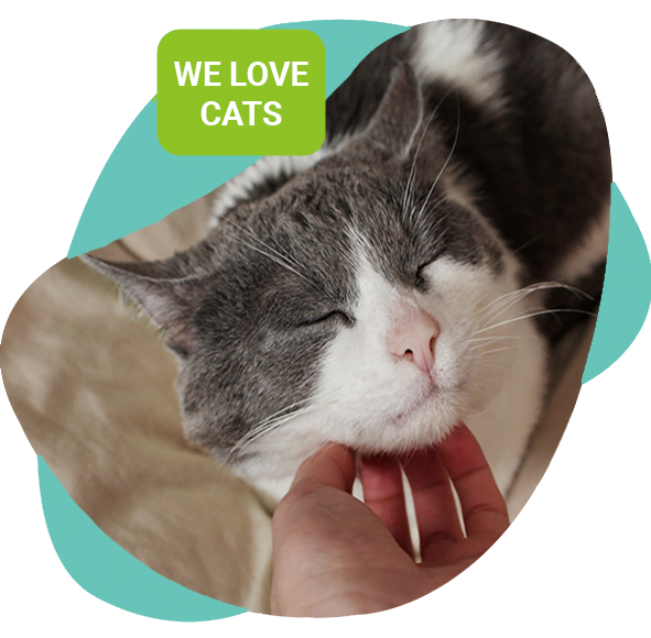 Freqently Asked Questions (FAQs) - Cherished Cats Pet Sitting - Cherished Cat Pet Sitting Freqently Asked Questions (FAQs) - Cherished Cats Pet Sitting