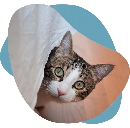 Homepage cat - Cherished Cats Pet Sitting - Cherished Cat Pet Sitting Homepage cat - Cherished Cats Pet Sitting