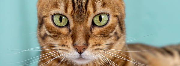 Intense Green Eye of a Bengal Cat - Cherished Cat Pet Sitting Intense Green Eye of a Bengal Cat